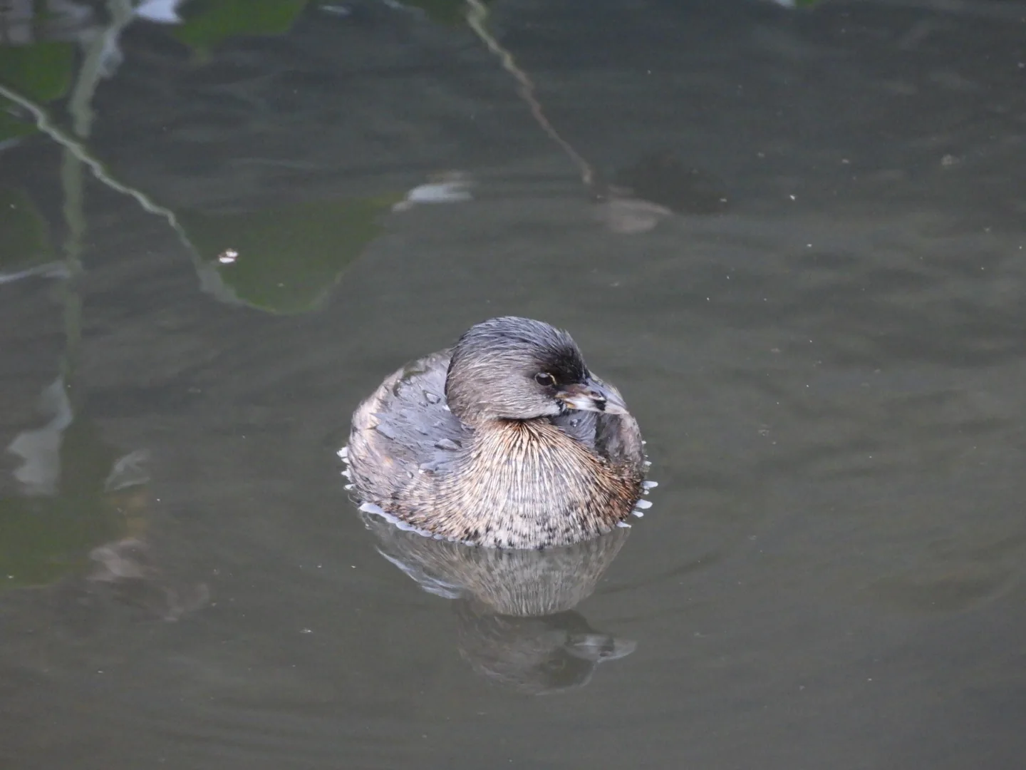 Zambullidor Pico Grueso (Podilymbus podiceps)
