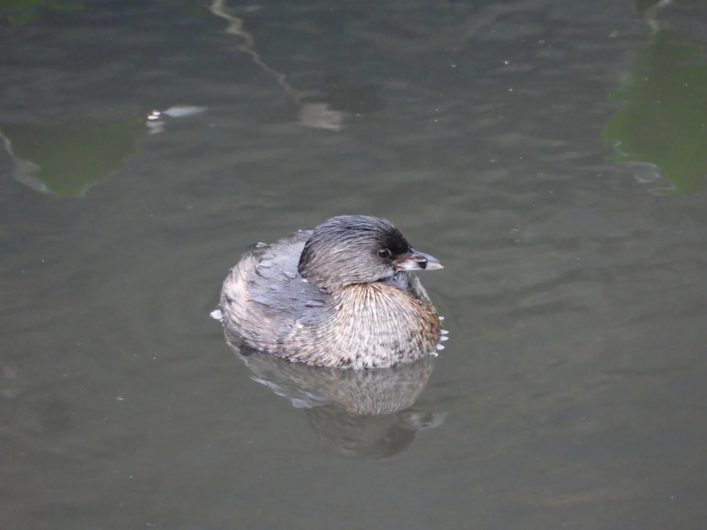 Zambullidor Pico Grueso (Podilymbus podiceps)