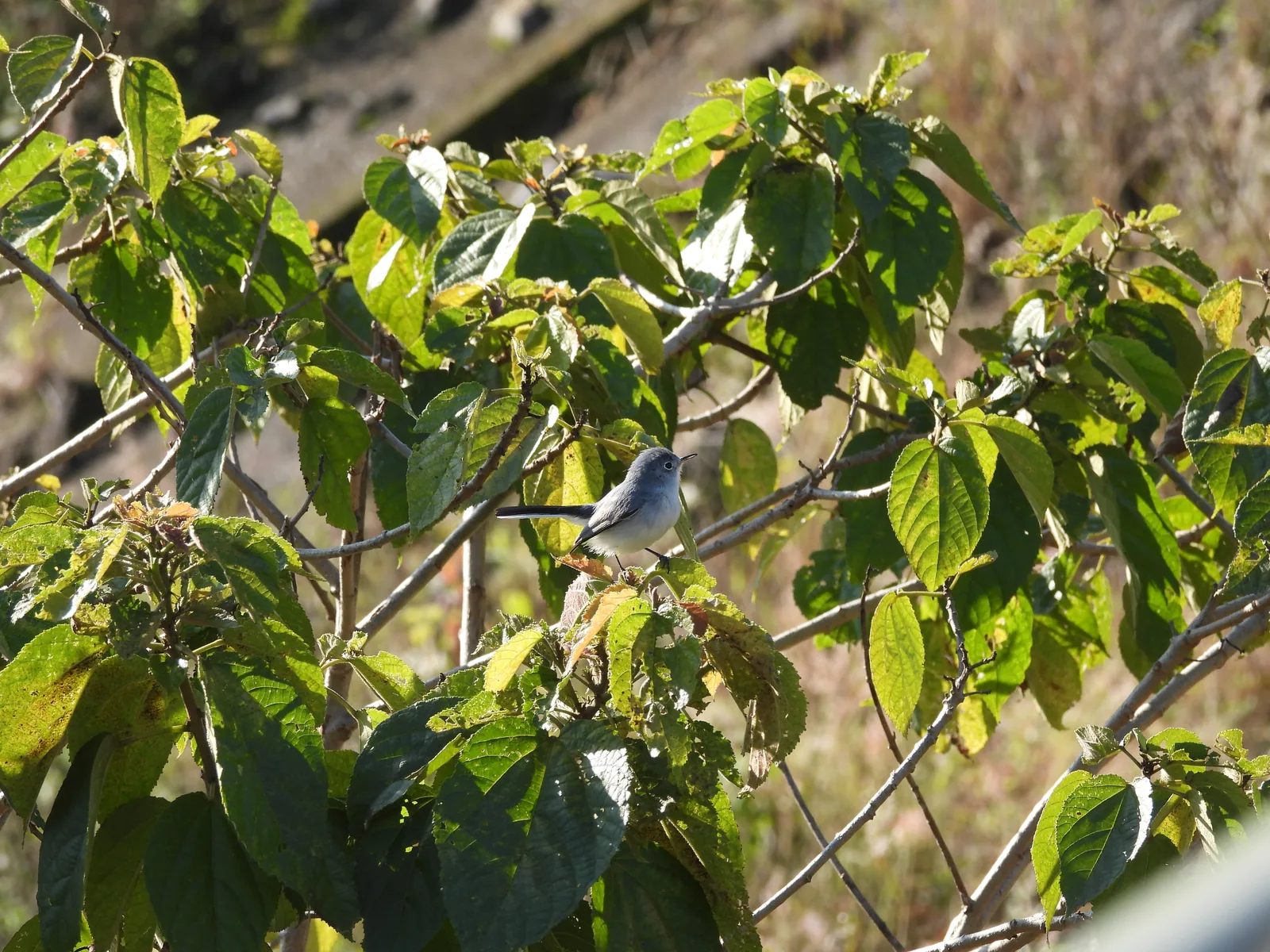 Perlita Azulgris (Polioptila caerulea)