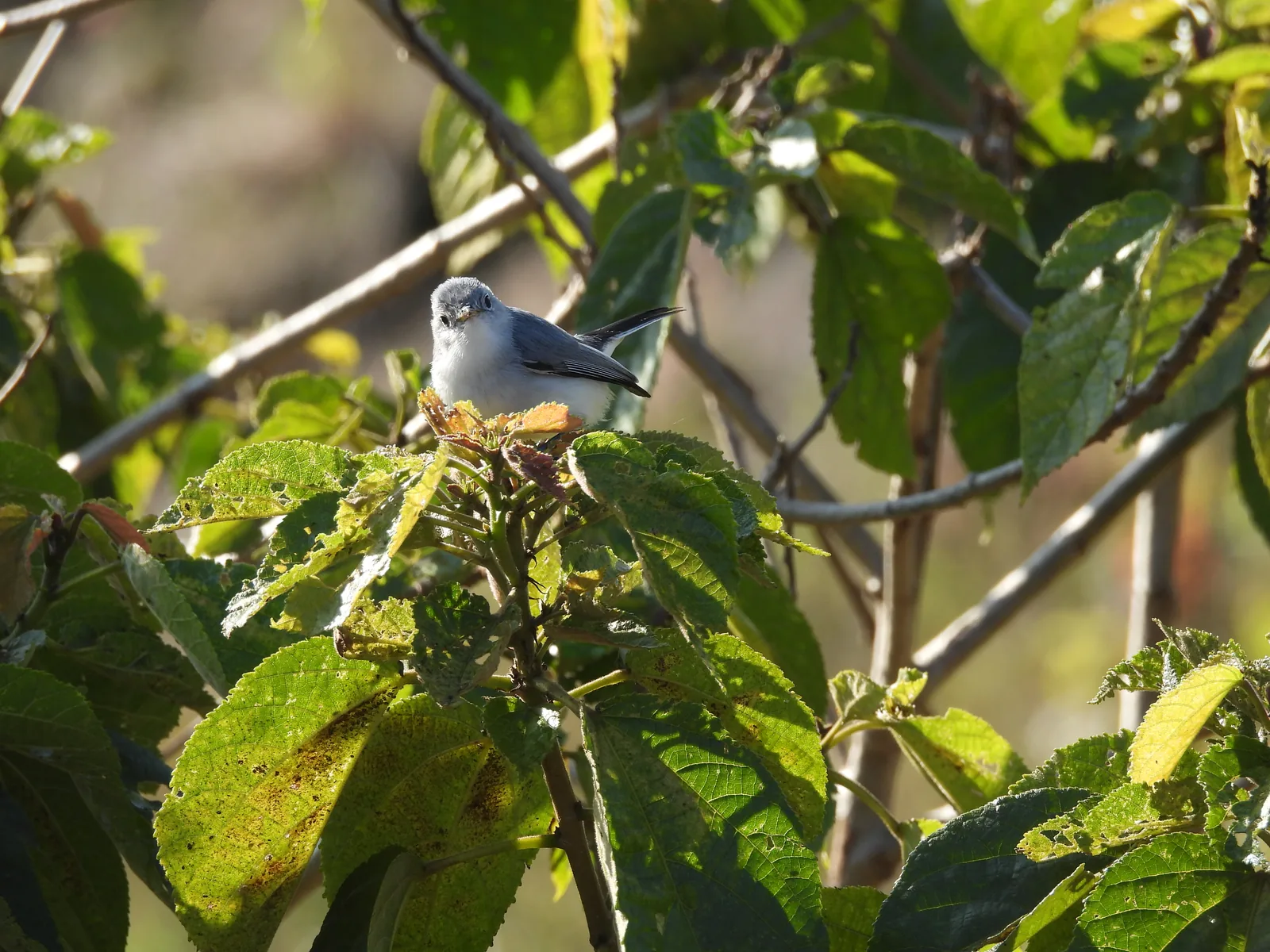 Perlita Azulgris (Polioptila caerulea)