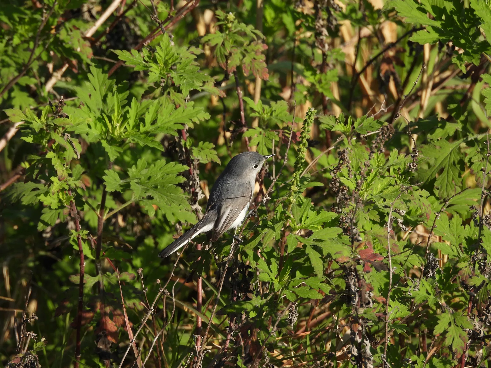 Perlita Azulgris (Polioptila caerulea)