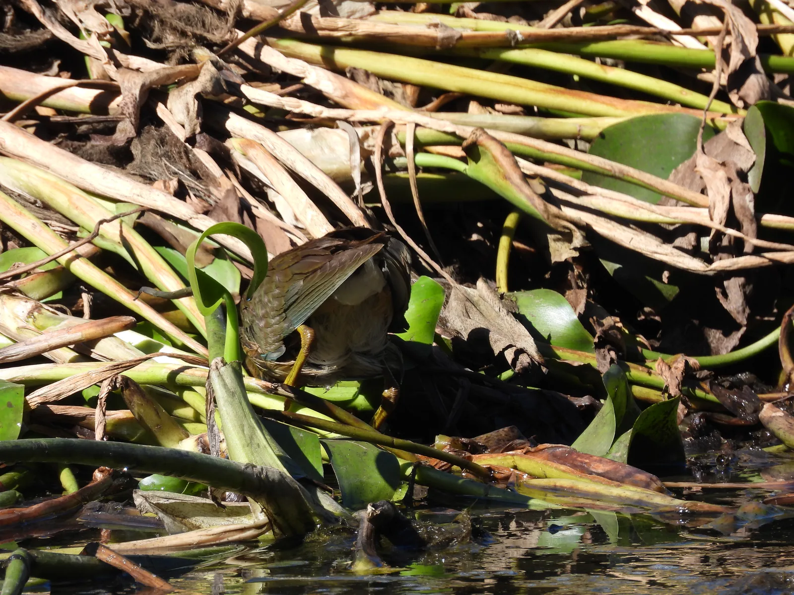 Gallineta Morada (Porphyrio martinicus)