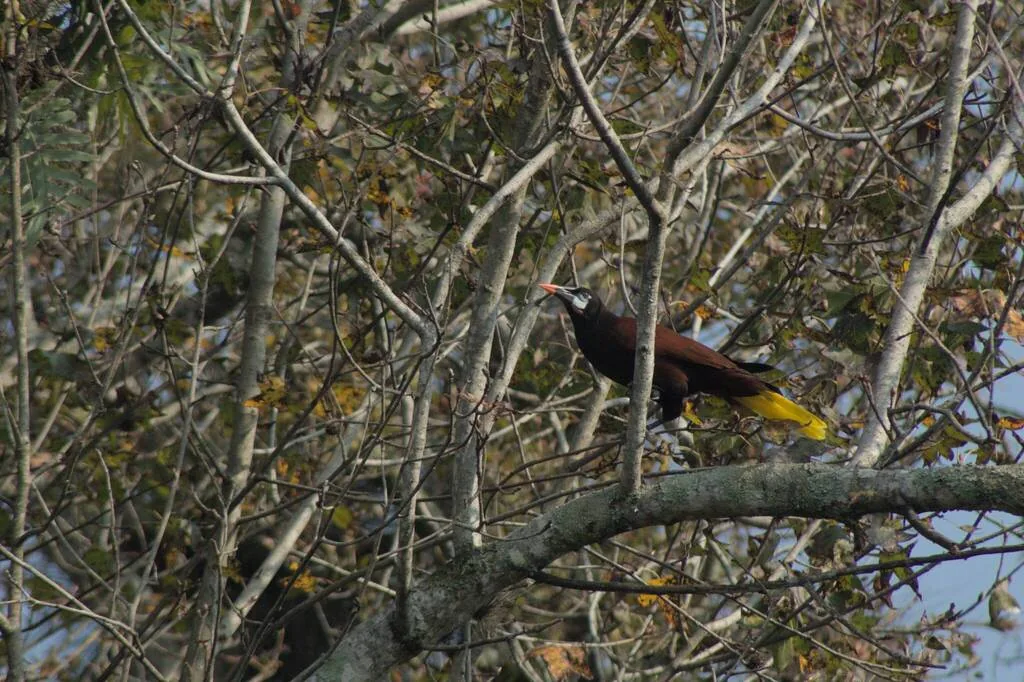 Oropéndola de Moctezuma (Psarocolius montezuma)