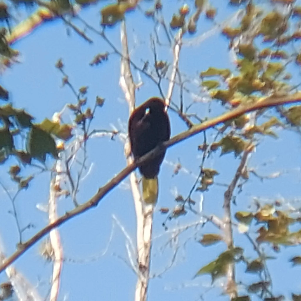 Oropéndola de Moctezuma (Psarocolius montezuma)