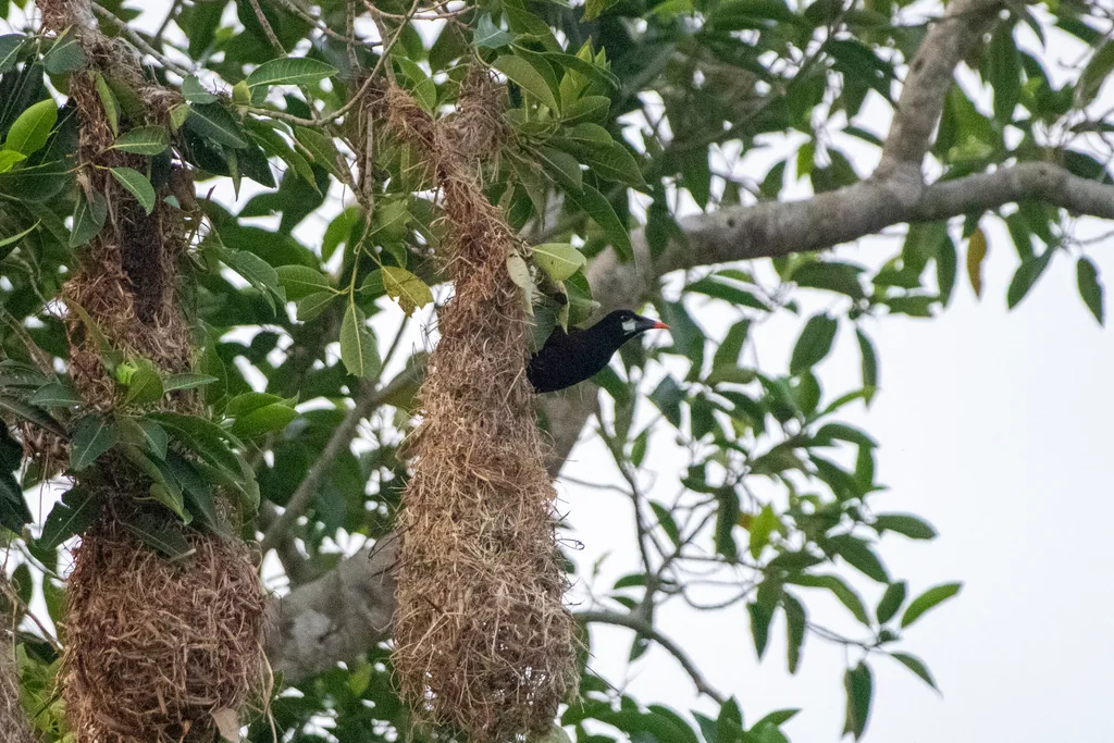 Oropéndola de Moctezuma (Psarocolius montezuma)