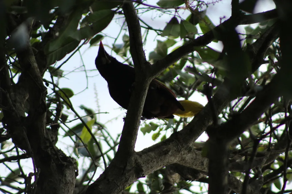 Oropéndola de Moctezuma (Psarocolius montezuma)