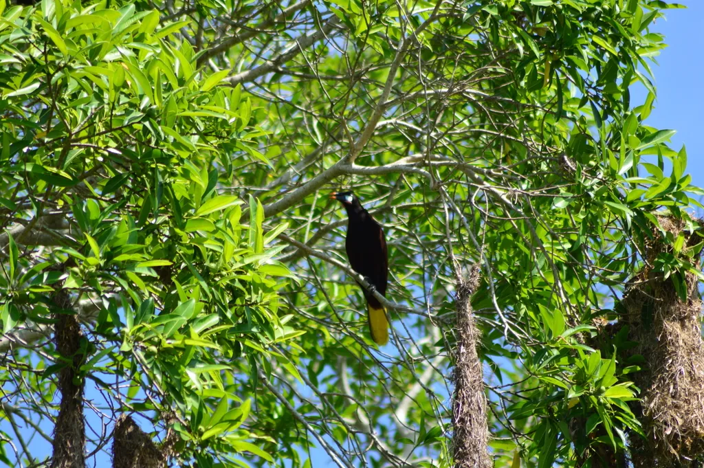 Oropéndola de Moctezuma (Psarocolius montezuma)
