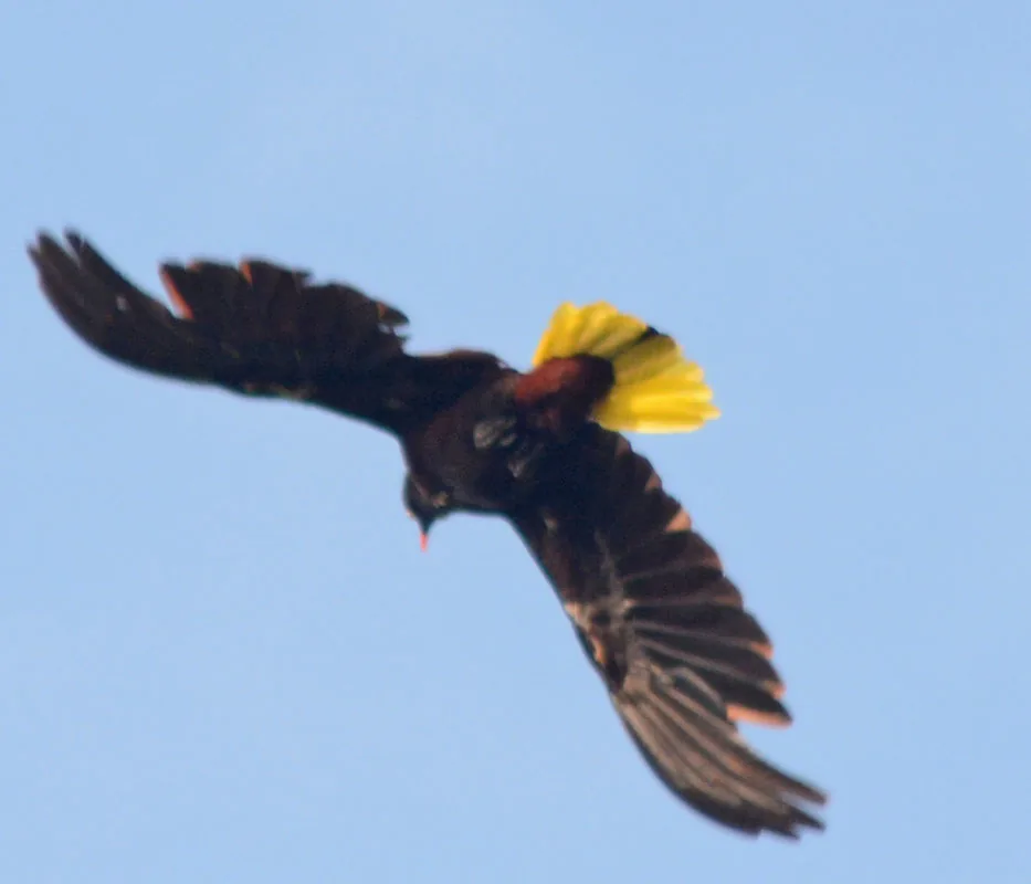 Oropéndola de Moctezuma (Psarocolius montezuma)