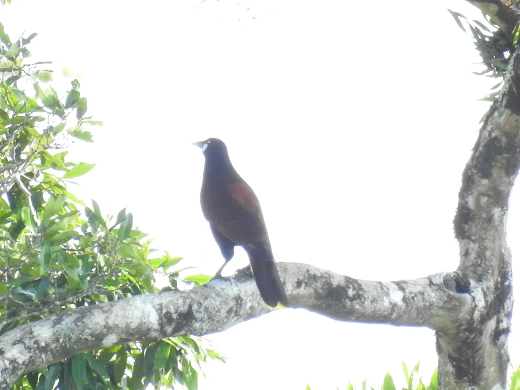 Oropéndola de Moctezuma (Psarocolius montezuma)