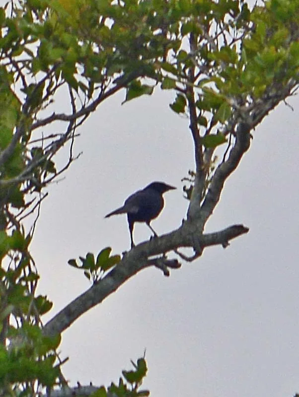 Oropéndola de Moctezuma (Psarocolius montezuma)