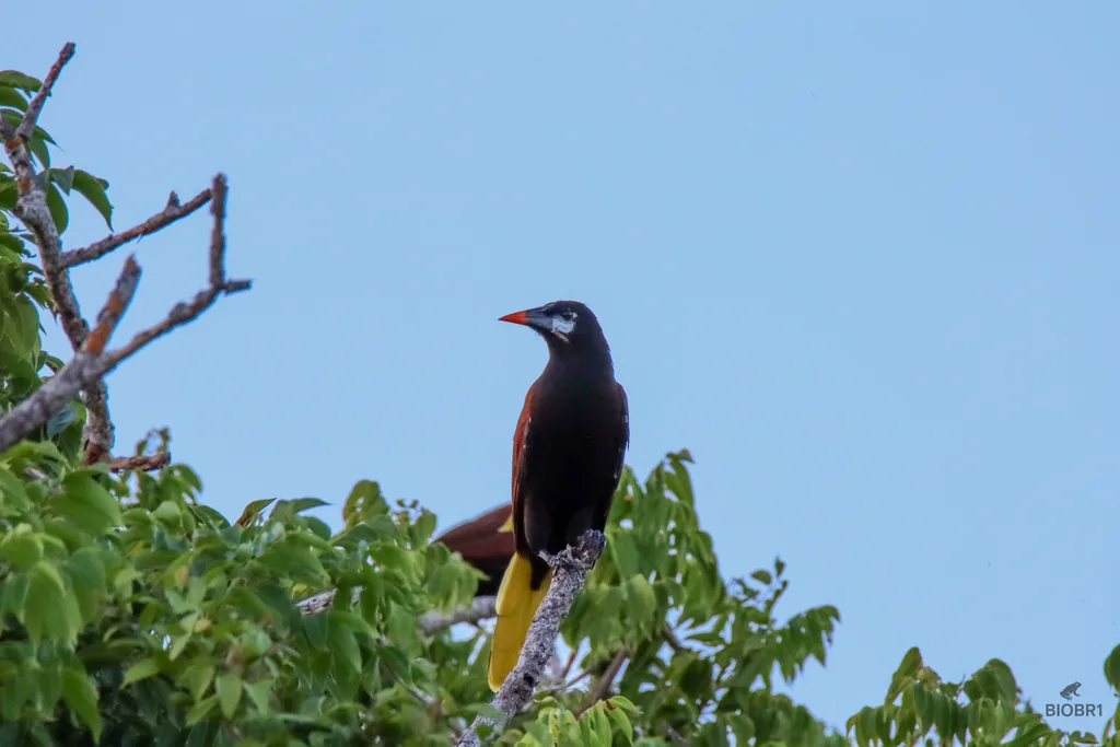 Oropéndola de Moctezuma (Psarocolius montezuma)