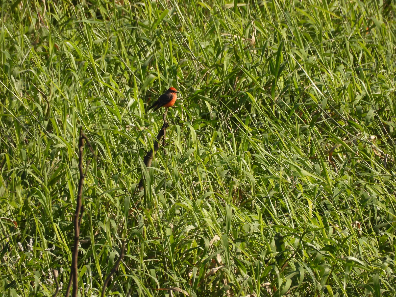Mosquero Cardenal (Pyrocephalus rubinus)