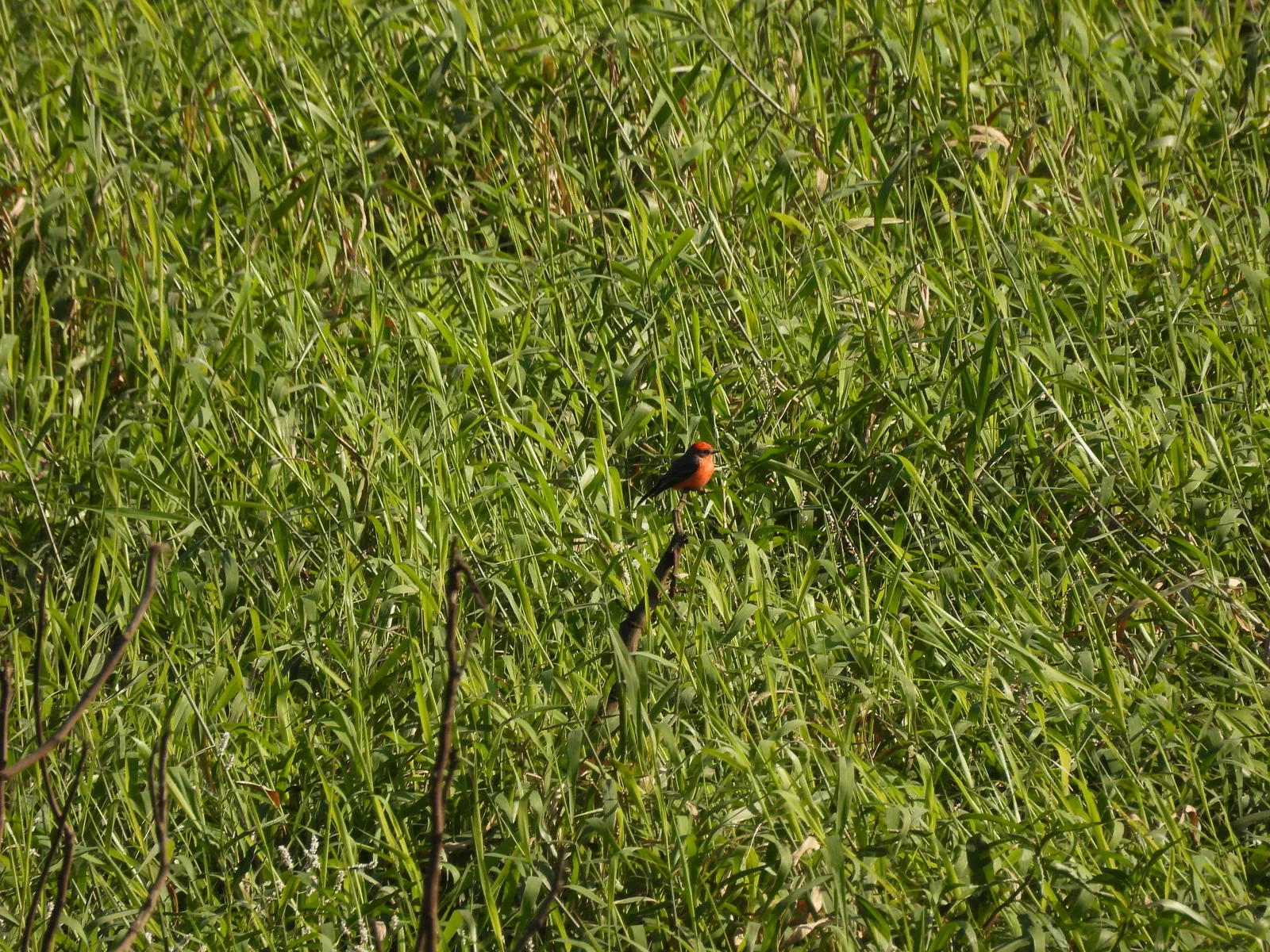 Mosquero Cardenal (Pyrocephalus rubinus)
