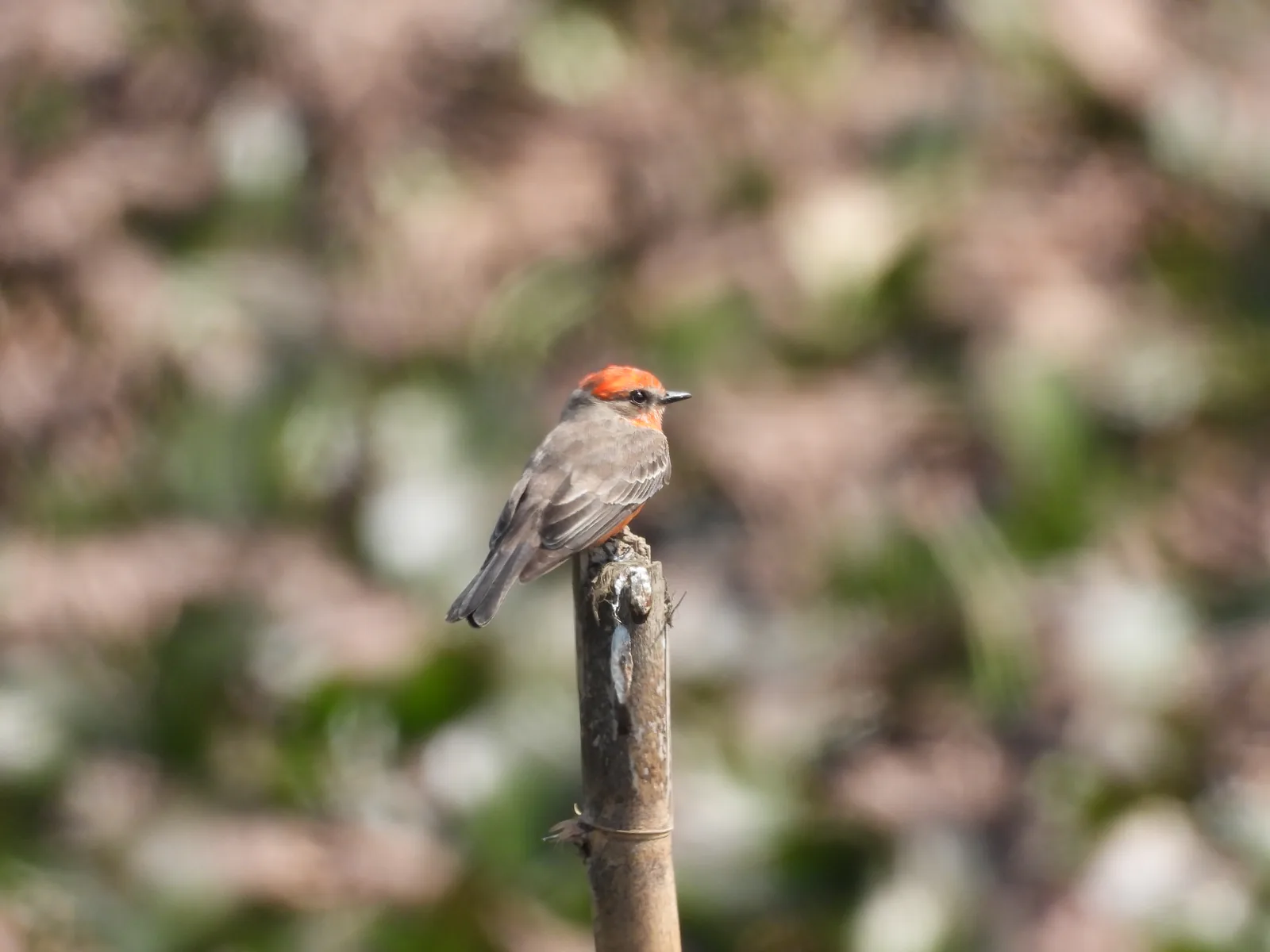 Mosquero Cardenal (Pyrocephalus rubinus)