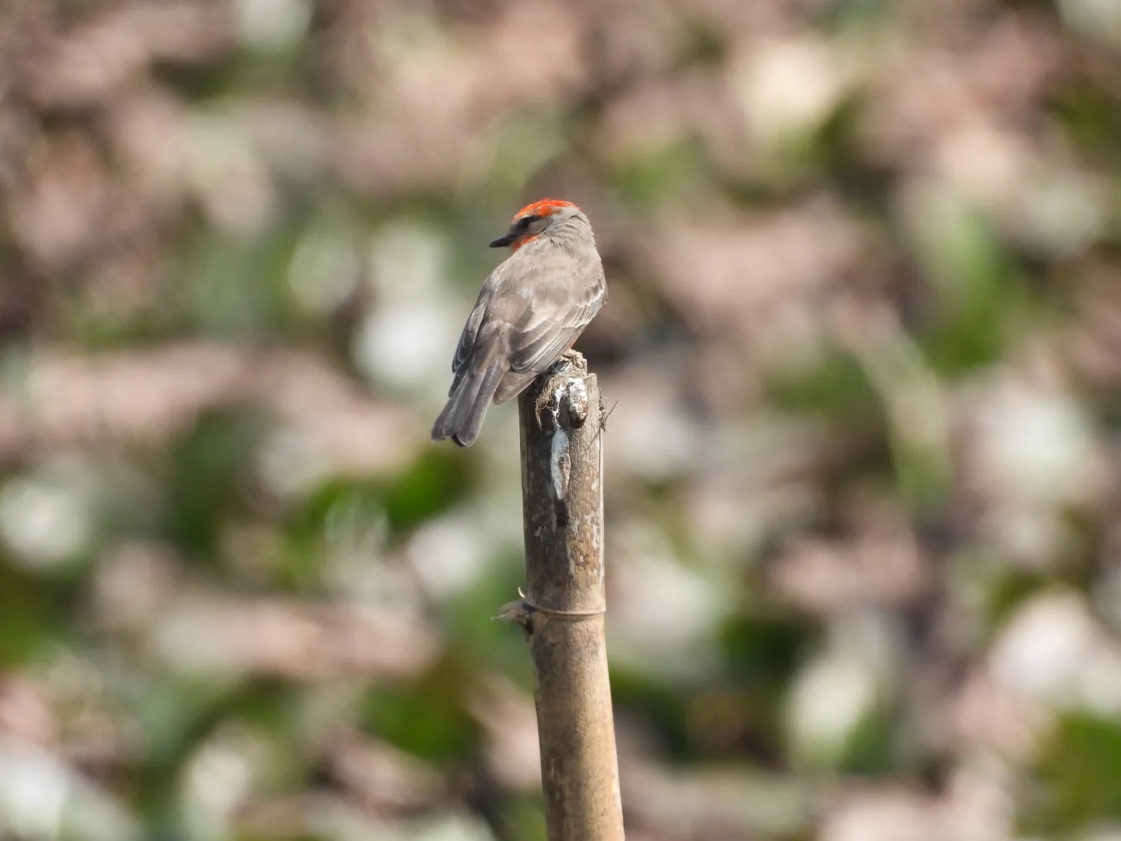 Mosquero Cardenal (Pyrocephalus rubinus)
