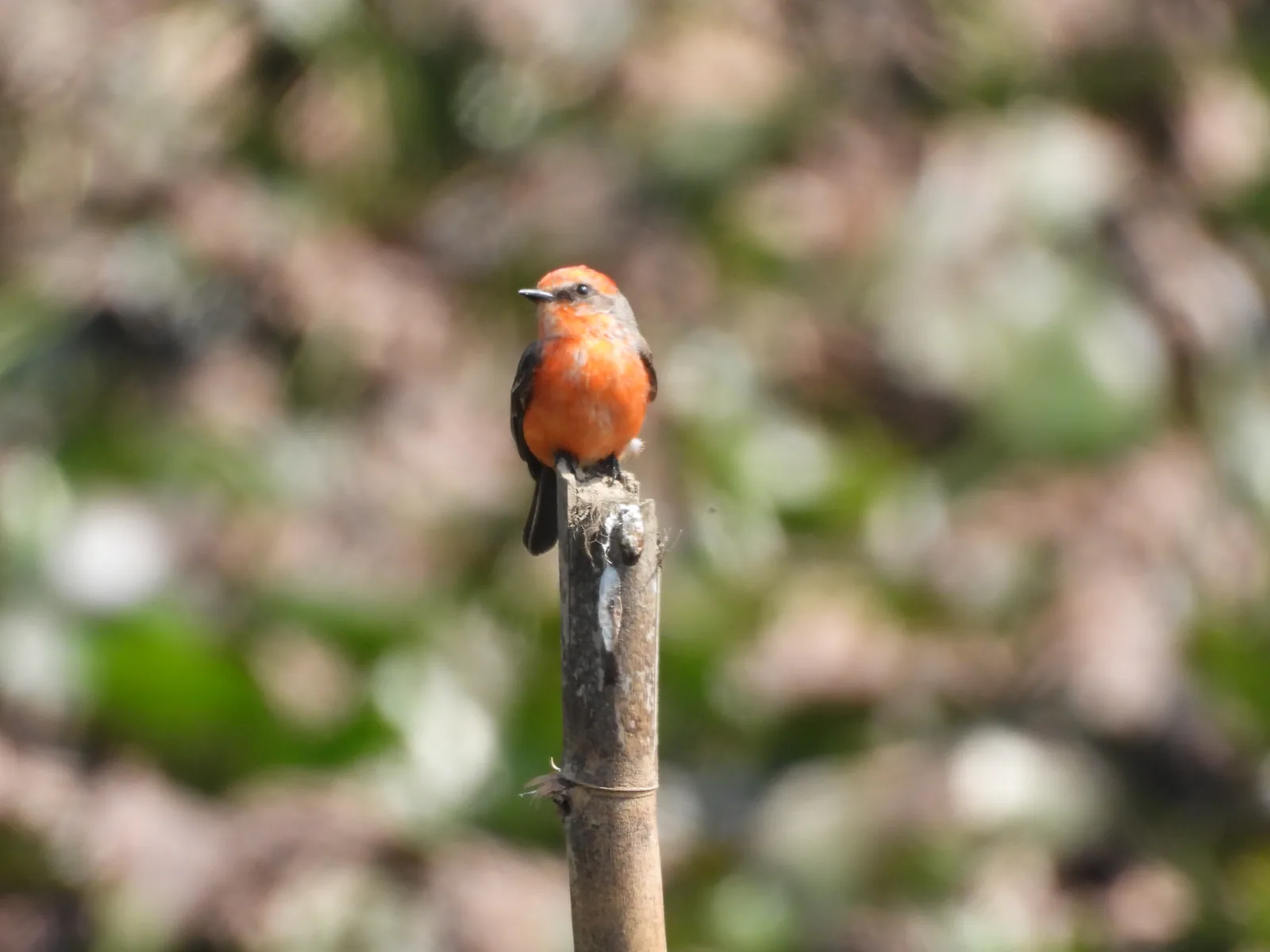 Mosquero Cardenal (Pyrocephalus rubinus)