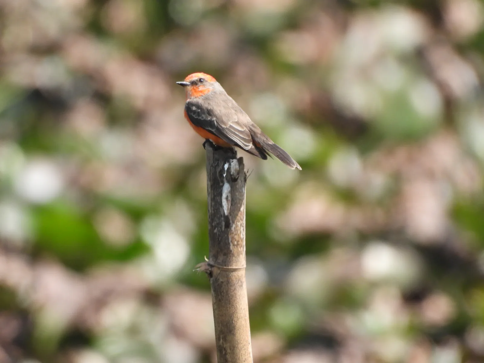 Mosquero Cardenal (Pyrocephalus rubinus)