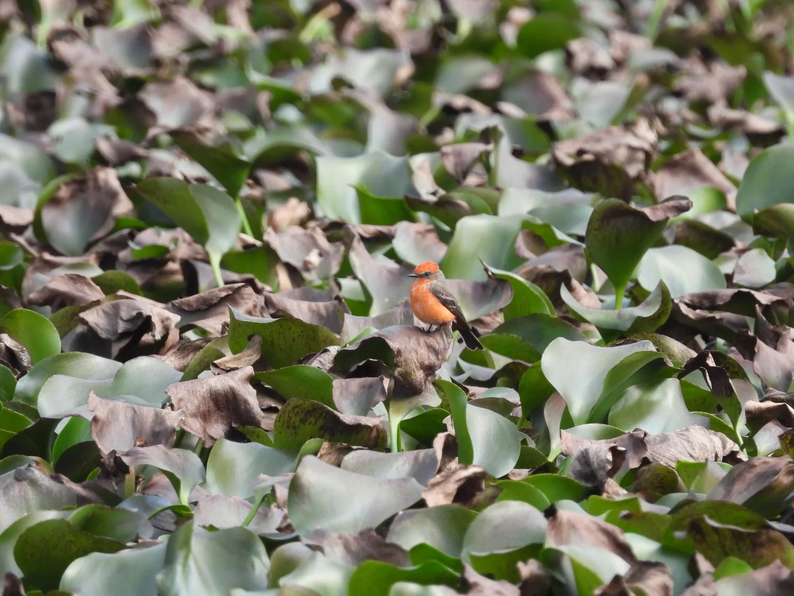 Mosquero Cardenal (Pyrocephalus rubinus)
