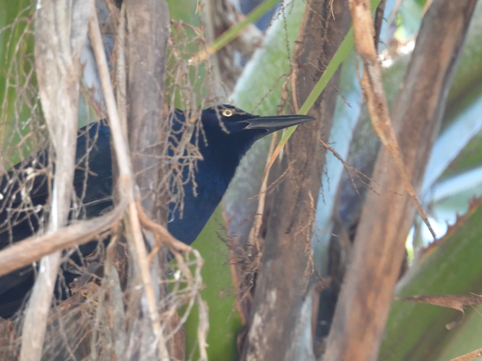 Zanate Mayor (Quiscalus mexicanus)