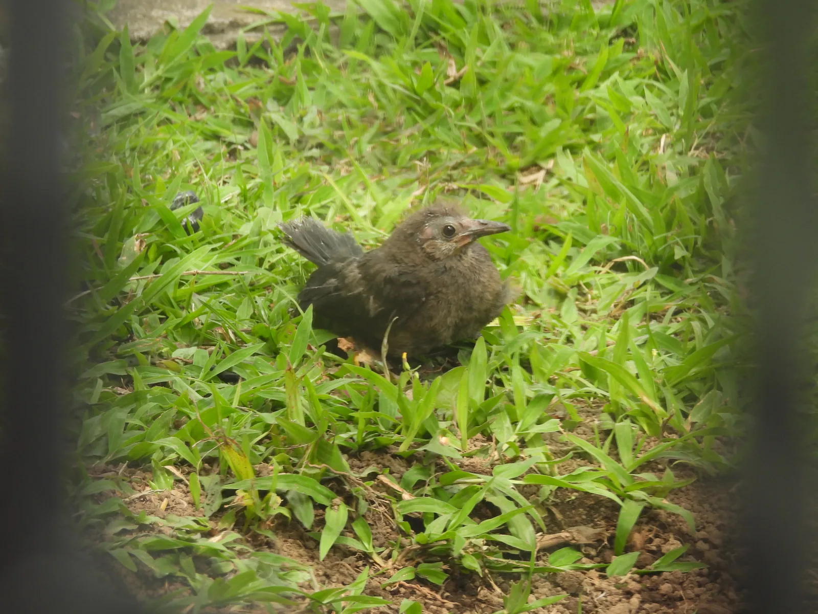 Zanate Mayor (Quiscalus mexicanus)