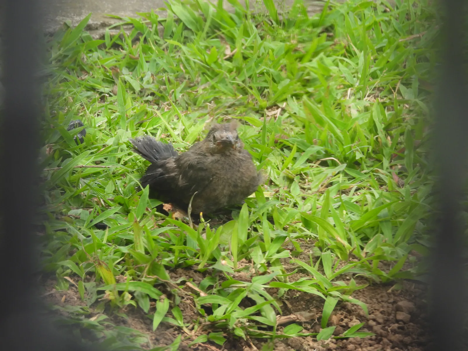 Zanate Mayor (Quiscalus mexicanus)