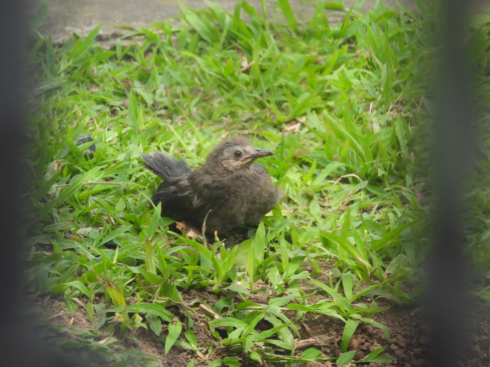 Zanate Mayor (Quiscalus mexicanus)