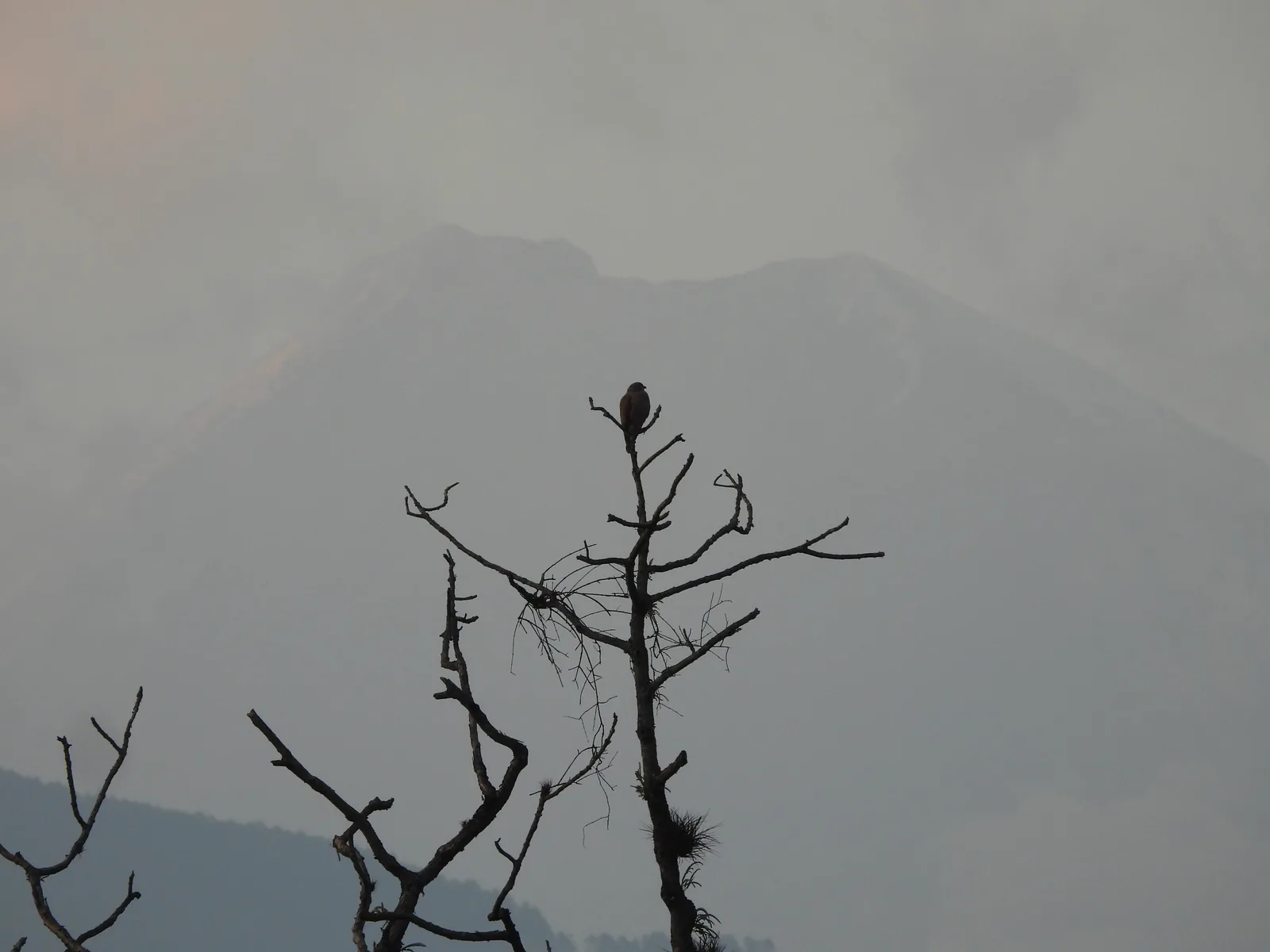 Aguililla Caminera (Rupornis magnirostris)