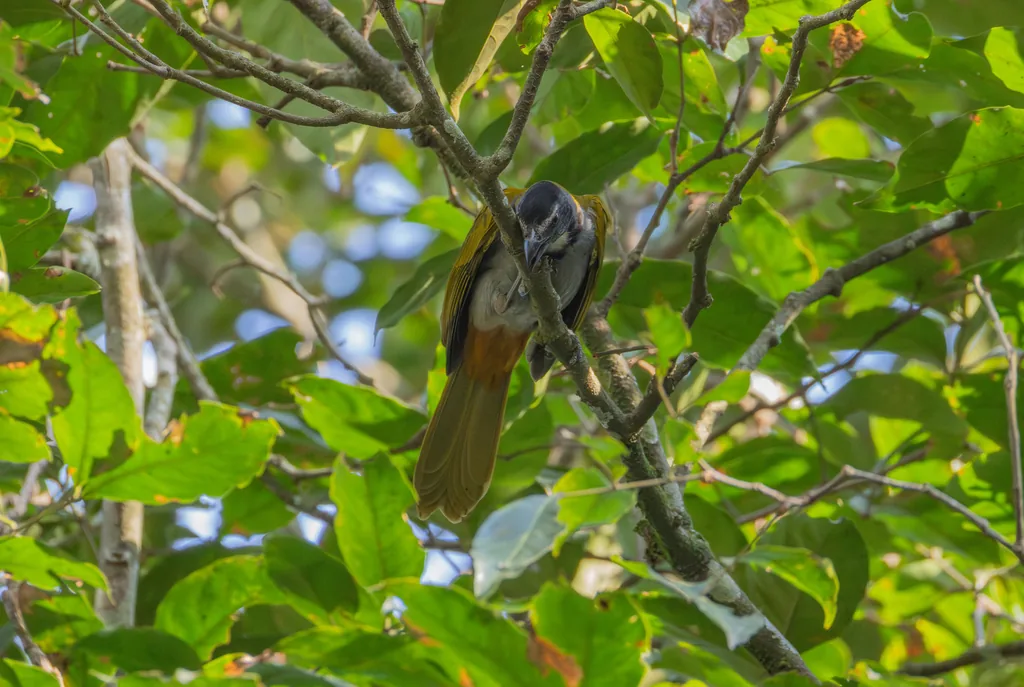 Saltador Cabeza Negra (Saltator atriceps)