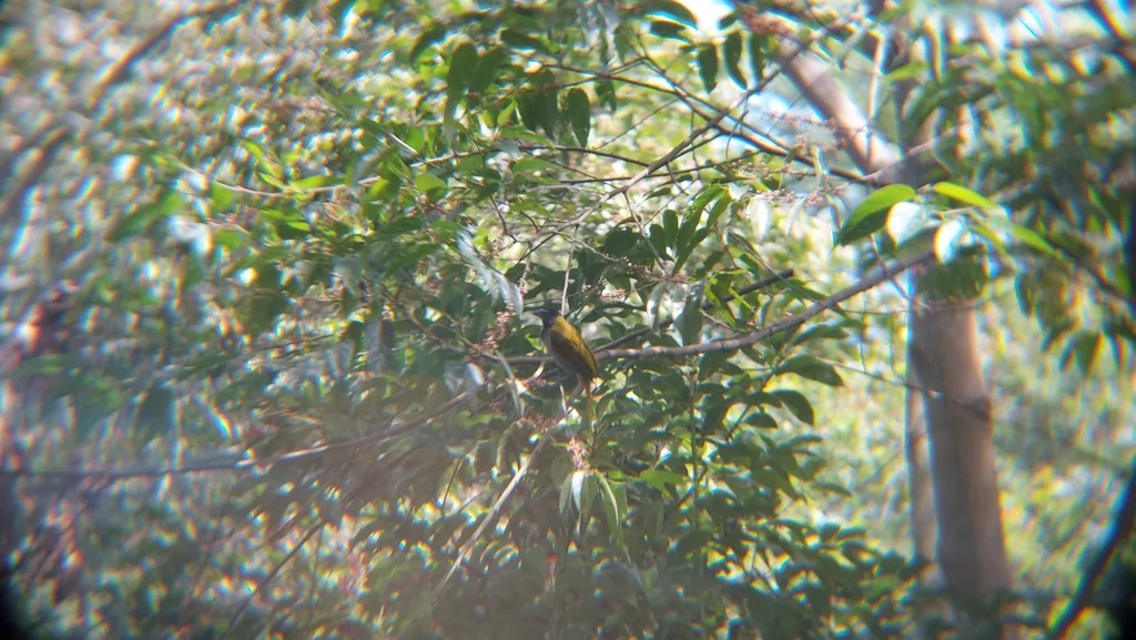 Saltador Cabeza Negra (Saltator atriceps)