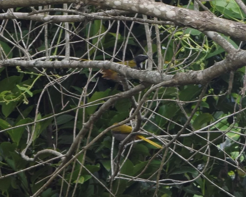 Saltador Cabeza Negra (Saltator atriceps)