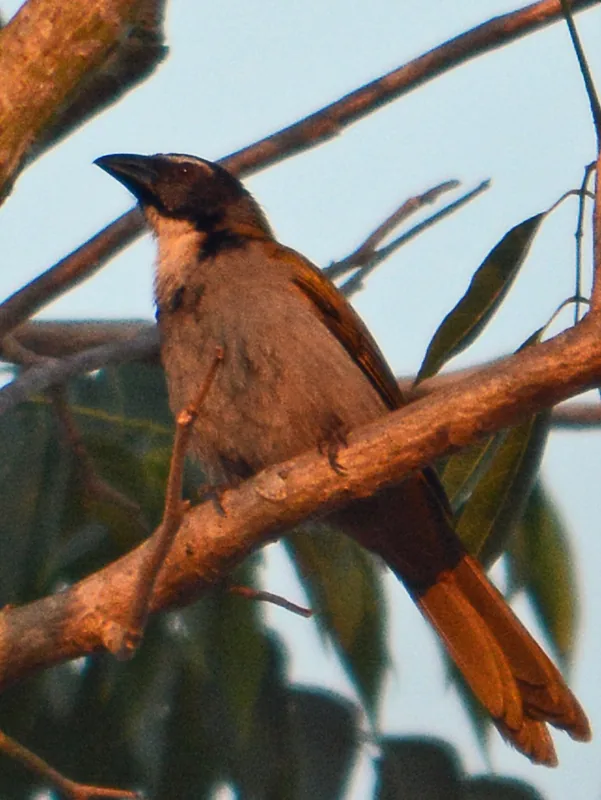 Saltador Cabeza Negra (Saltator atriceps)