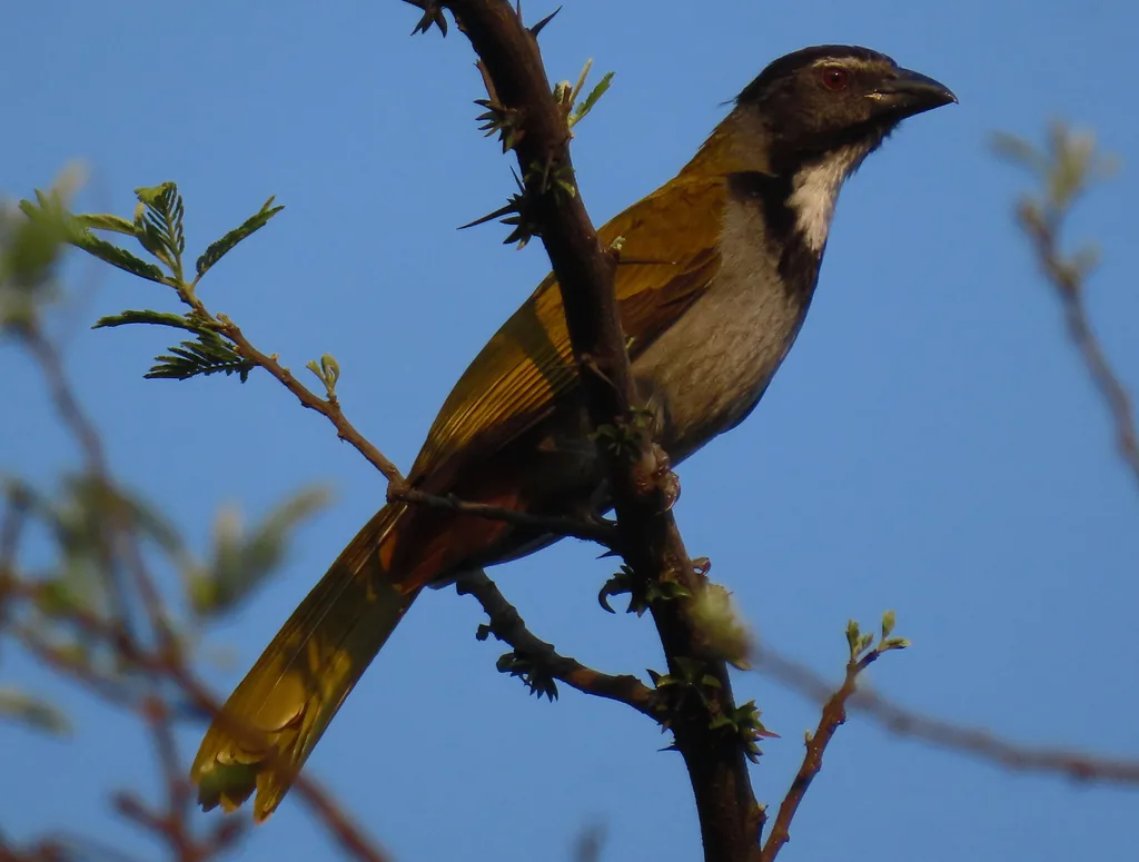 Saltador Cabeza Negra (Saltator atriceps)