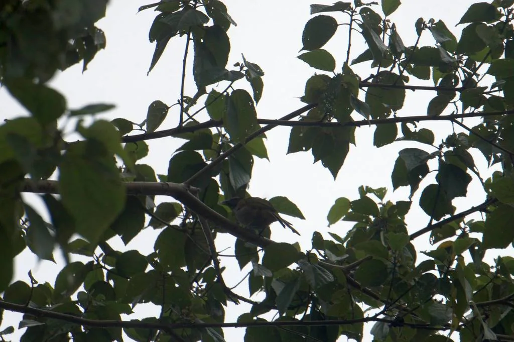 Saltador Cabeza Negra (Saltator atriceps)