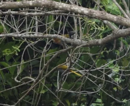 Saltador Cabeza Negra (Saltator atriceps)