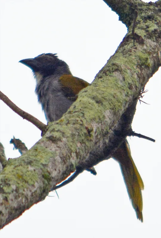 Saltador Cabeza Negra (Saltator atriceps)