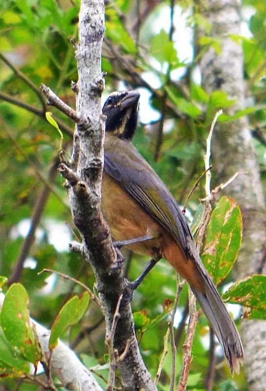 Saltador Cabeza Negra (Saltator atriceps)