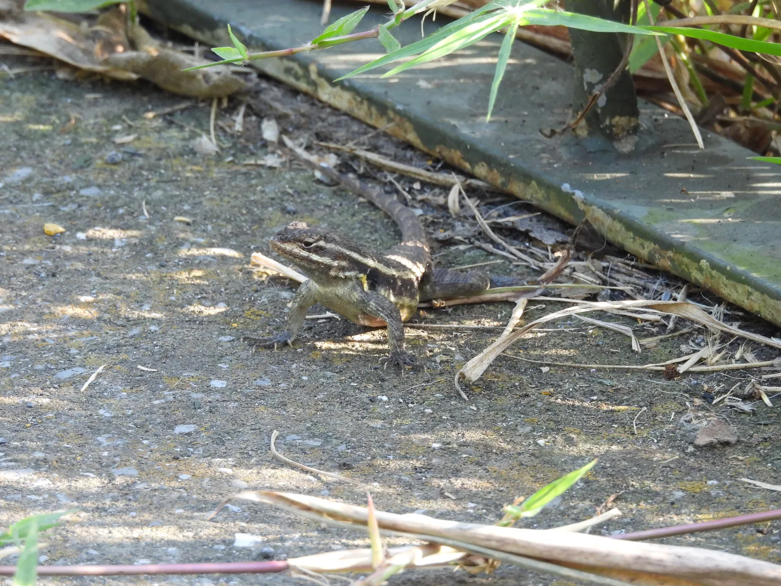 Lagartija espinosa del mezquite (Sceloporus grammicus)