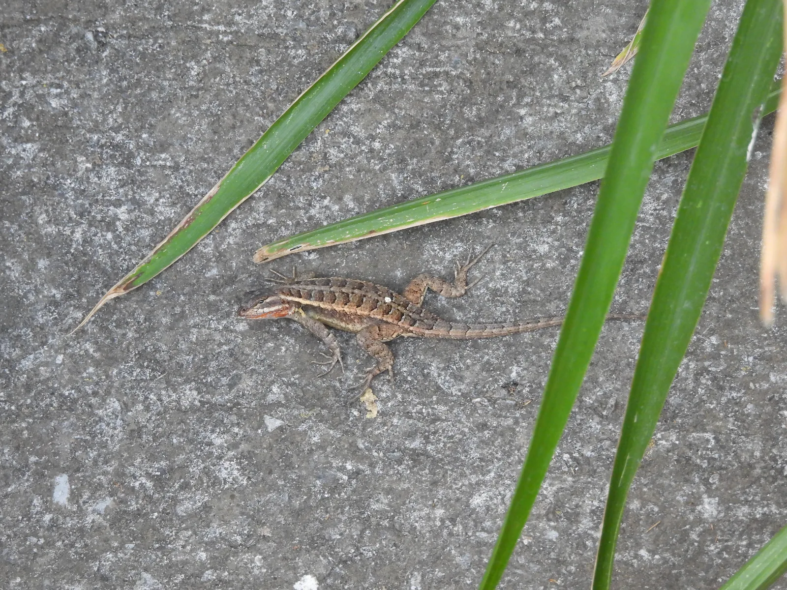 Lagartija espinosa del mezquite (Sceloporus grammicus)