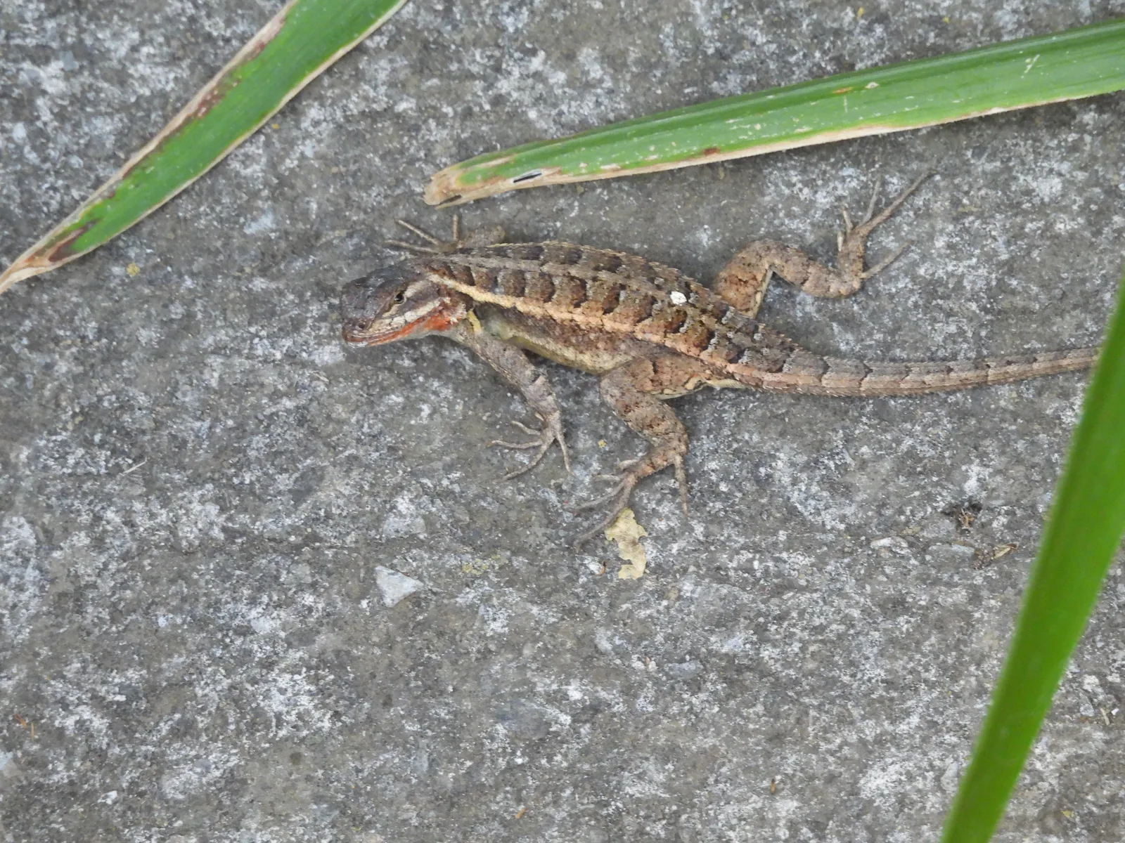 Lagartija espinosa del mezquite (Sceloporus grammicus)