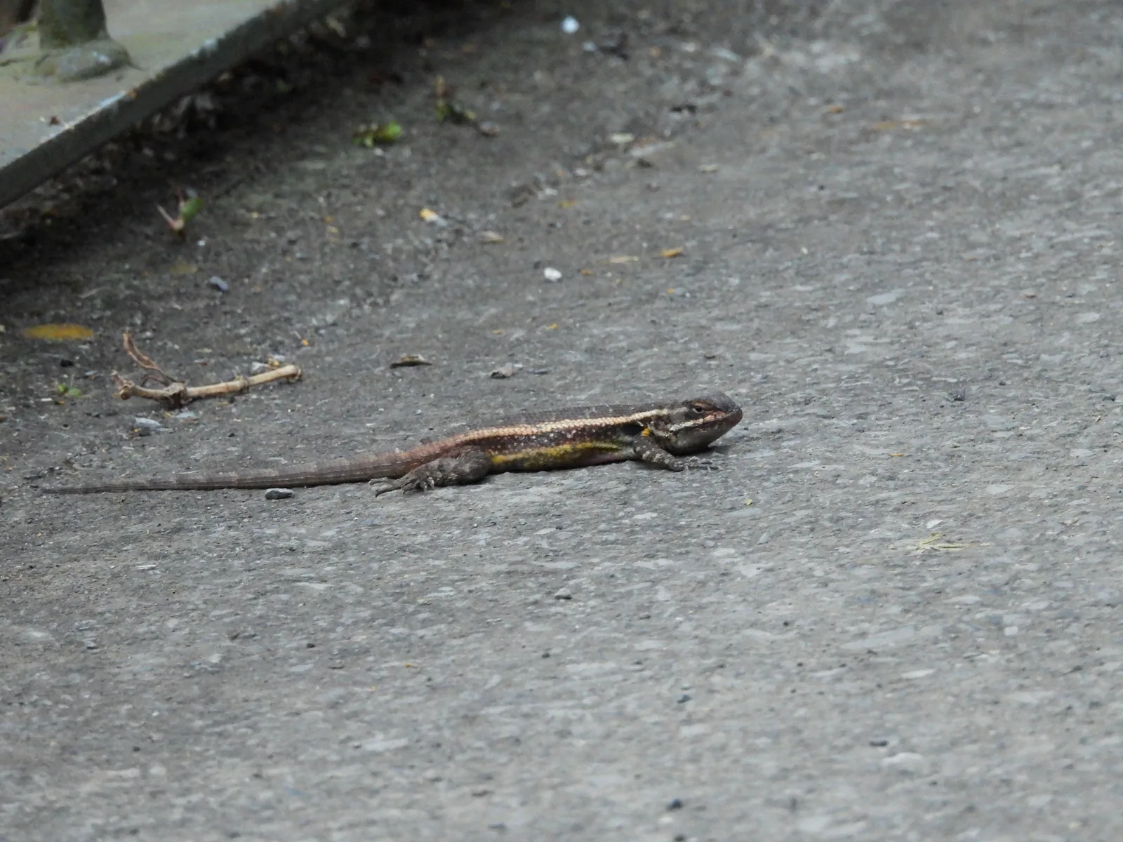 Lagartija espinosa del mezquite (Sceloporus grammicus)