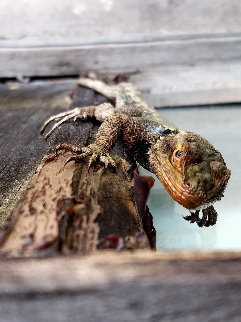 Lagartija espinosa del mezquite (Sceloporus grammicus)