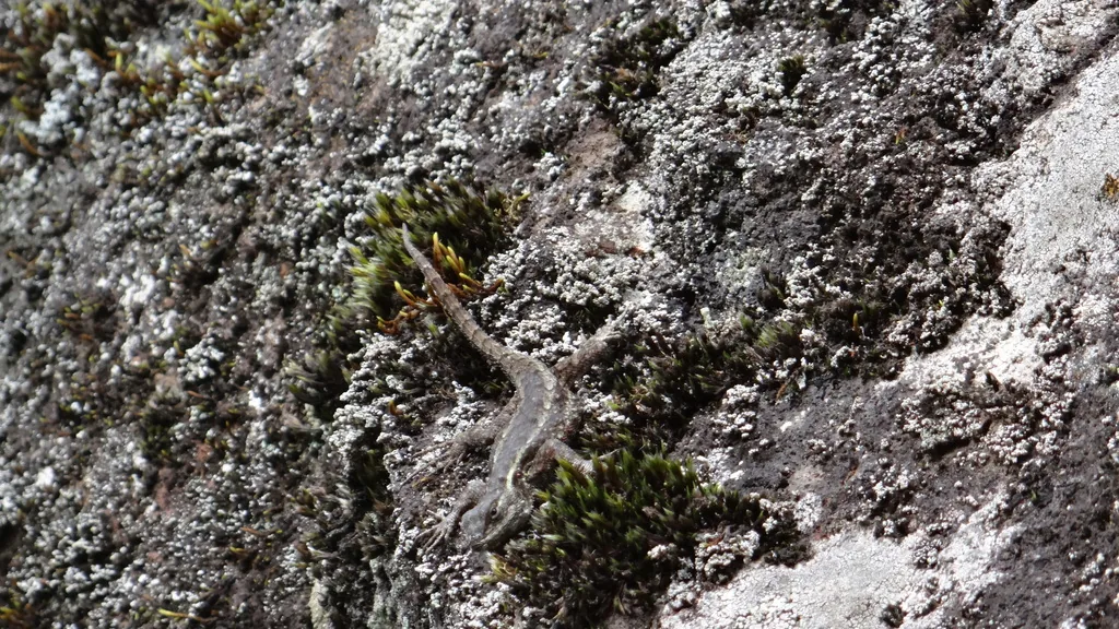 Lagartija espinosa del mezquite (Sceloporus grammicus)