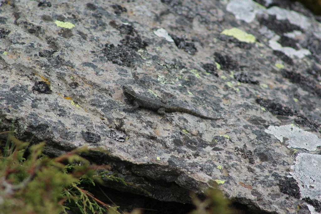Lagartija espinosa del mezquite (Sceloporus grammicus)