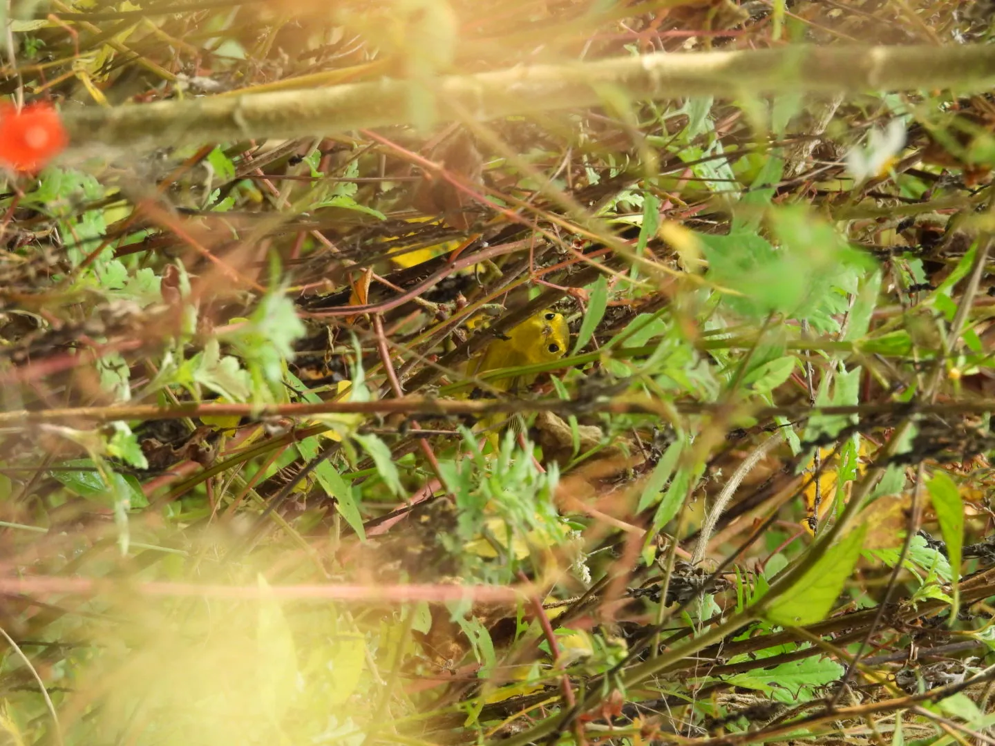 Chipe Amarillo (Setophaga petechia)