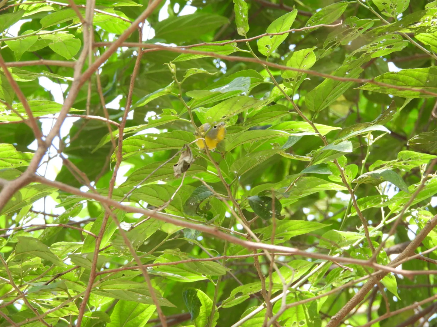 Chipe Amarillo (Setophaga petechia)