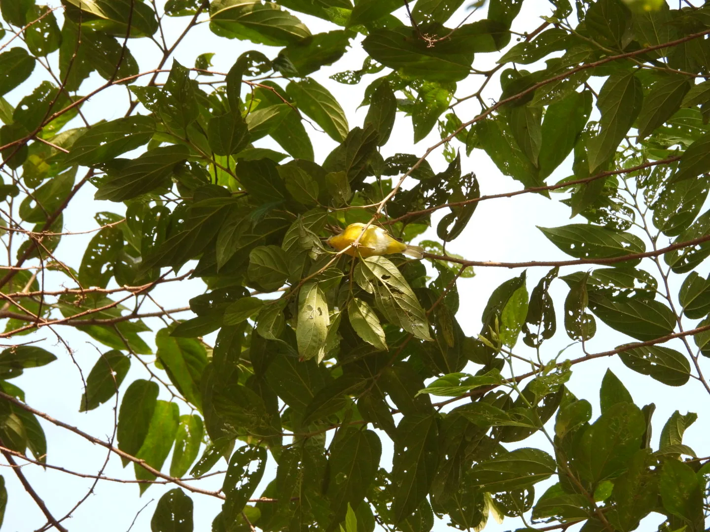 Chipe Amarillo (Setophaga petechia)