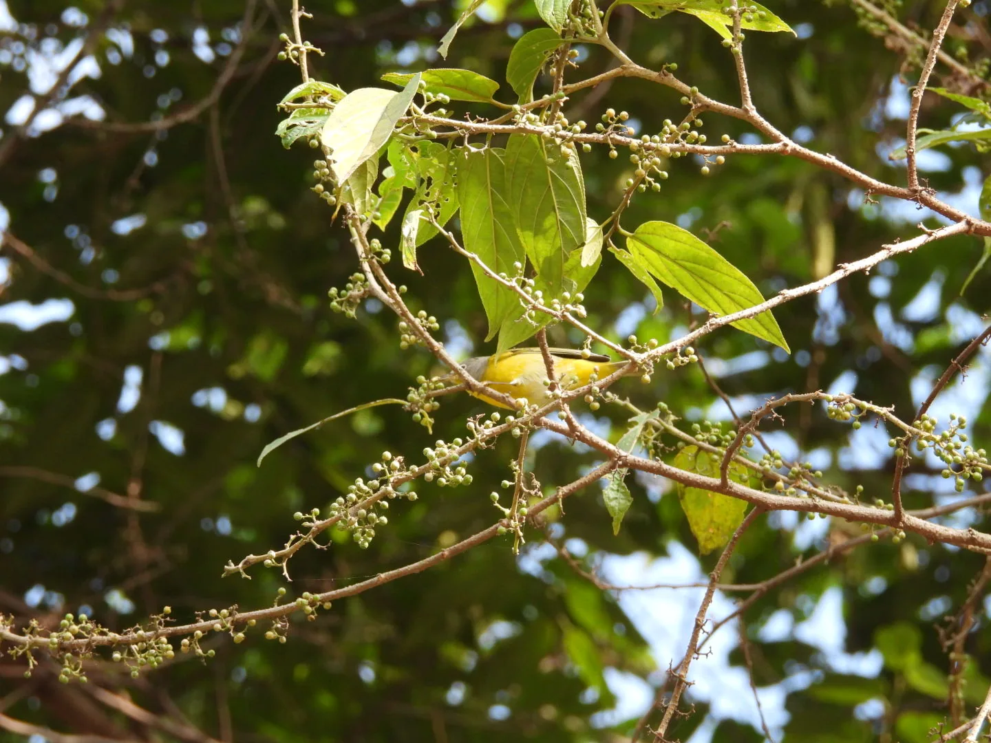 Chipe Amarillo (Setophaga petechia)