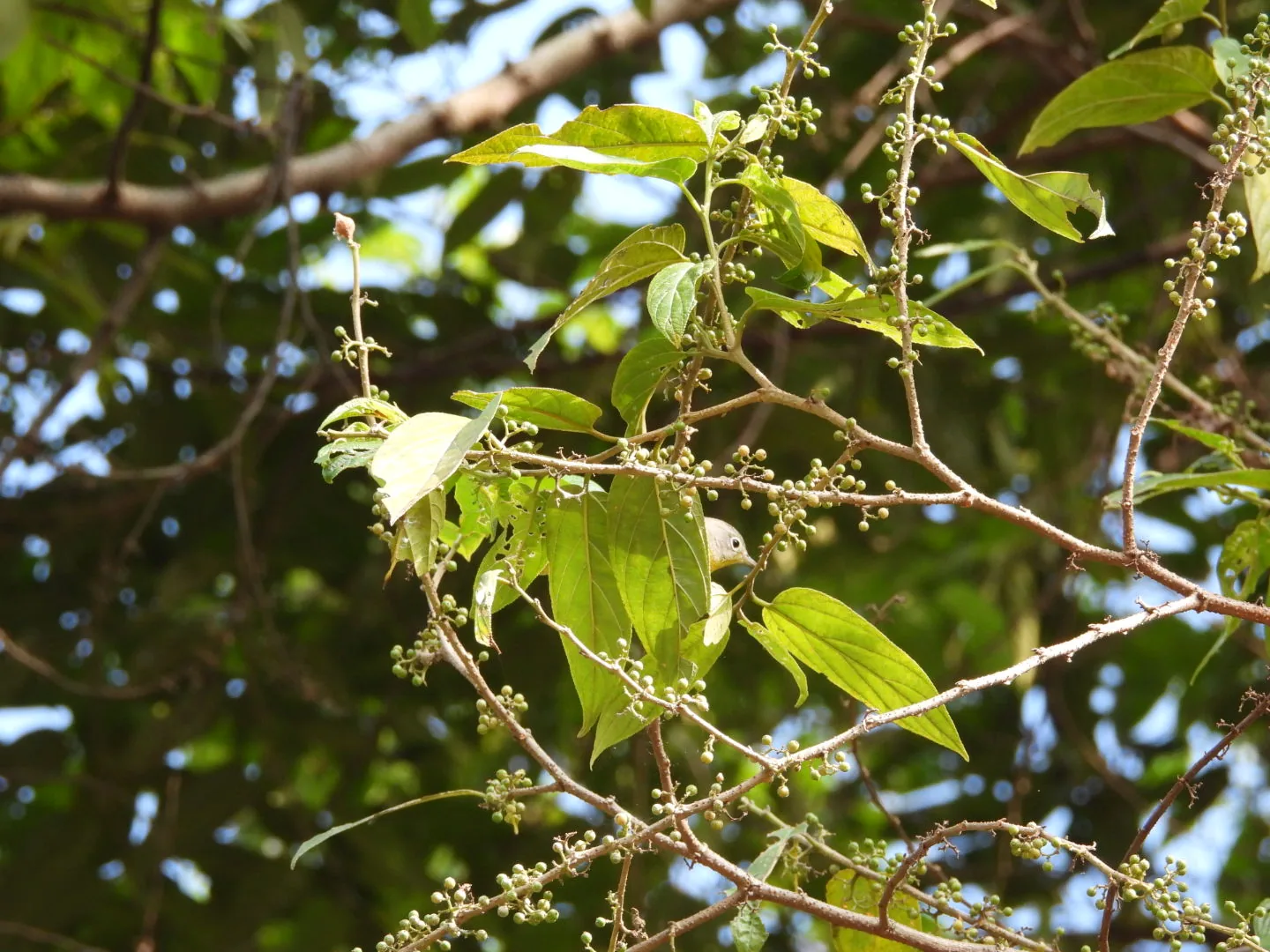 Chipe Amarillo (Setophaga petechia)