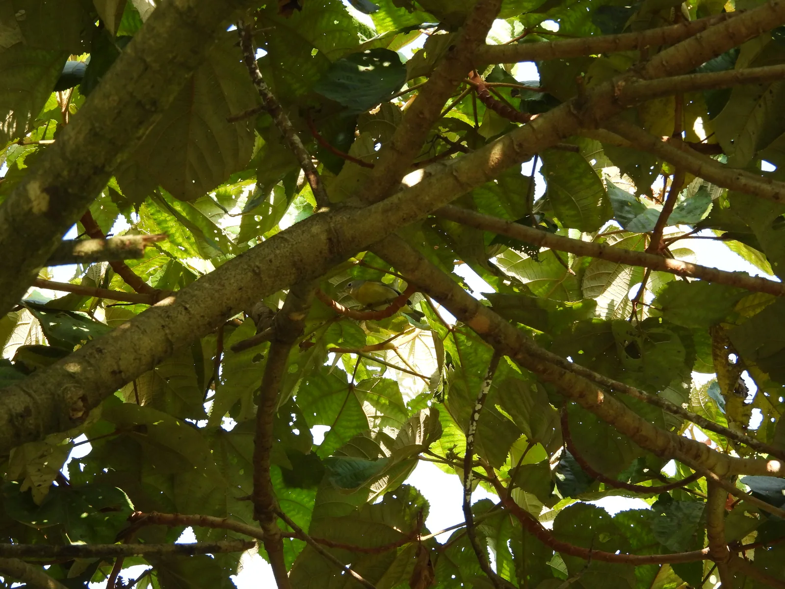 Chipe Amarillo (Setophaga petechia)