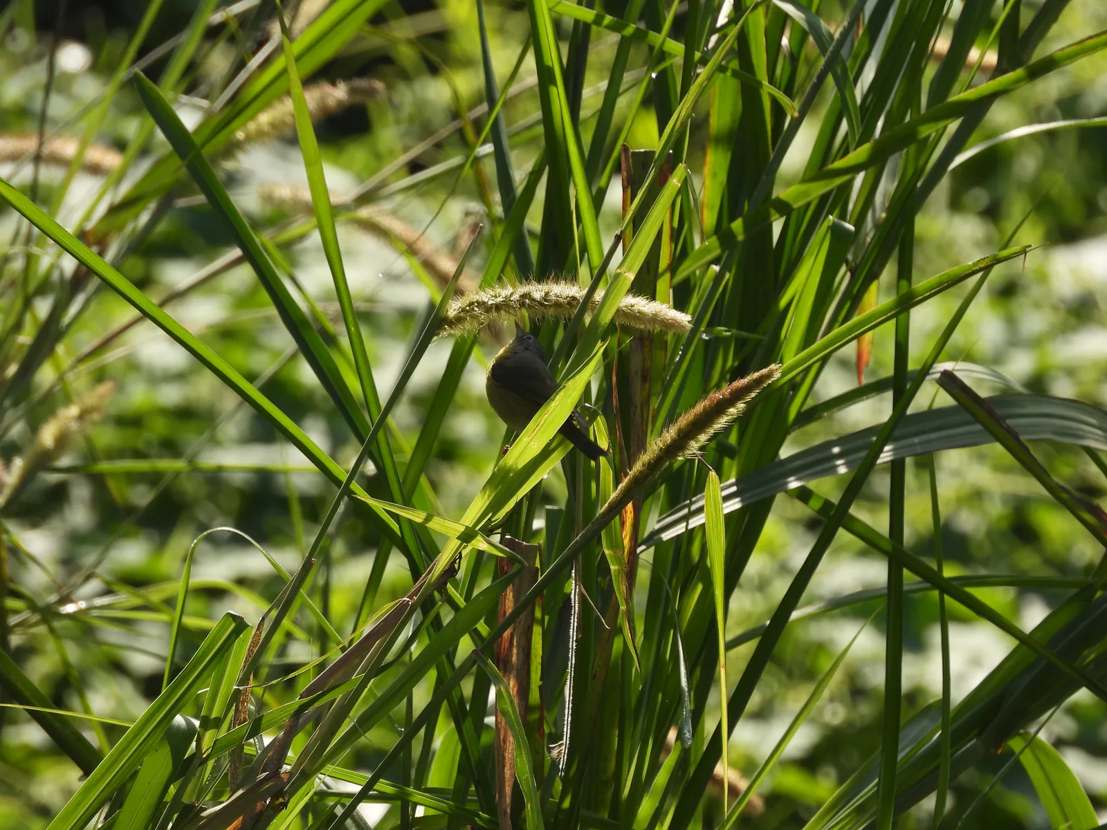 Chipe Amarillo (Setophaga petechia)